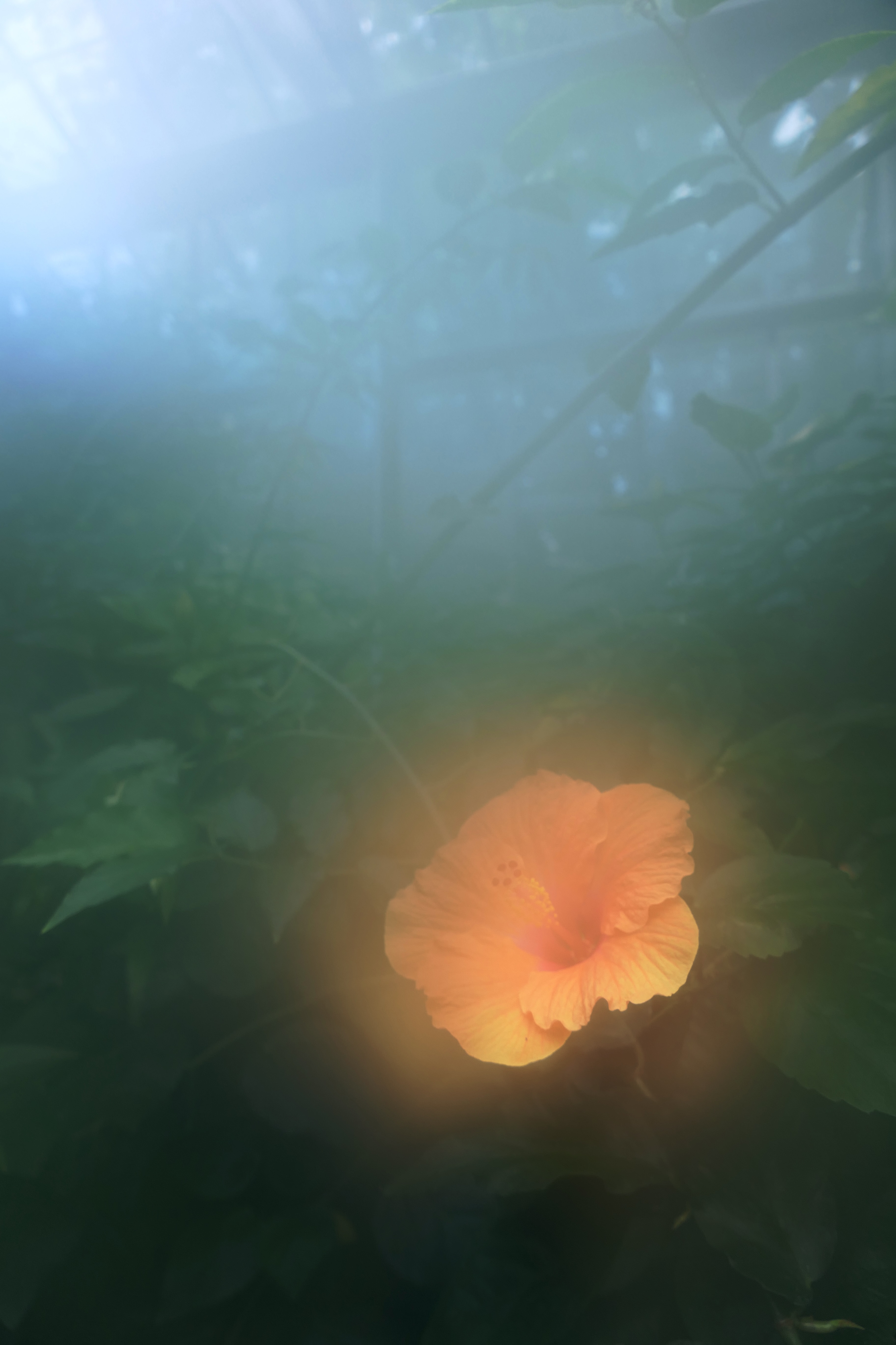 Photo of an orange flower.