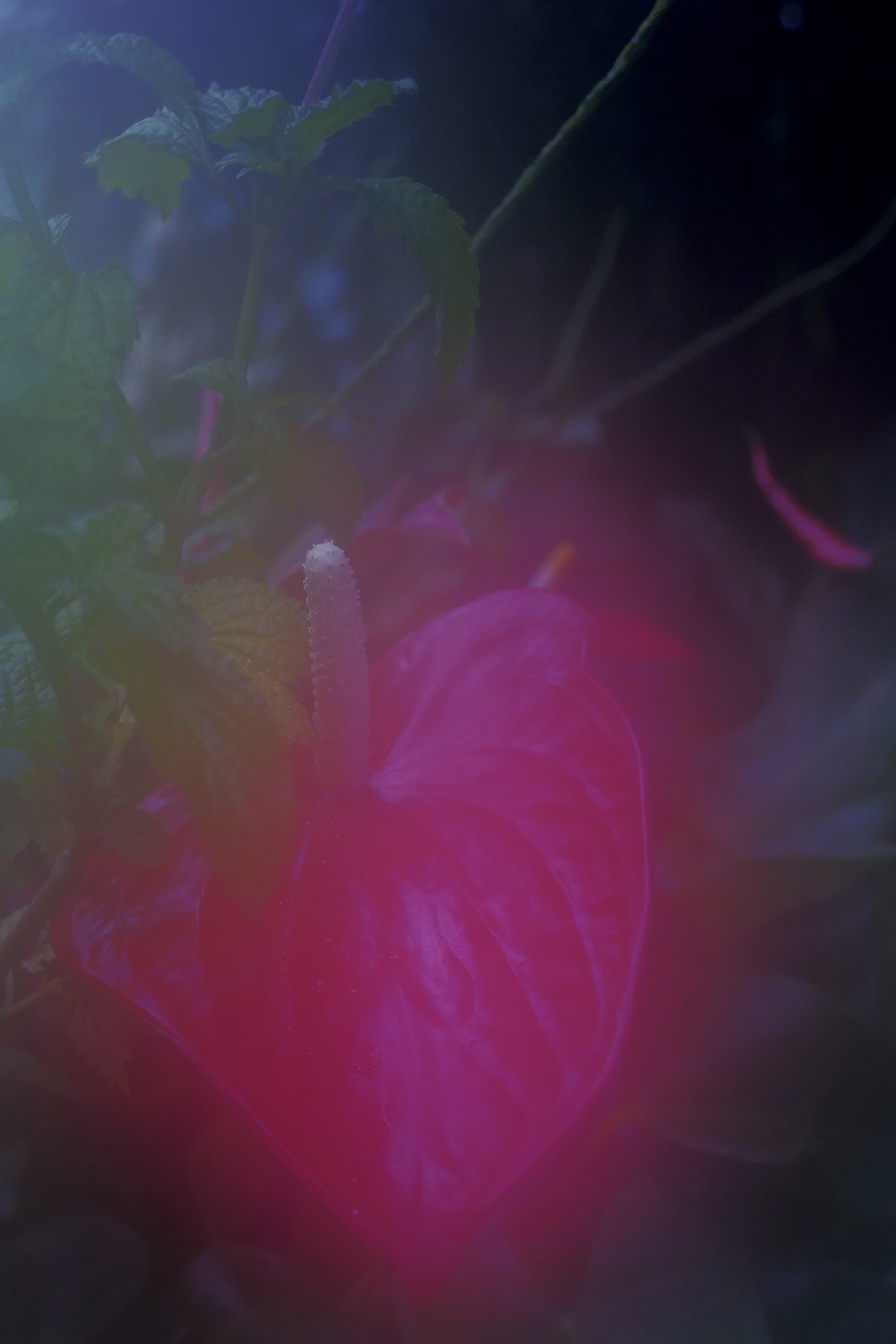 Photo of a flamingo flower.