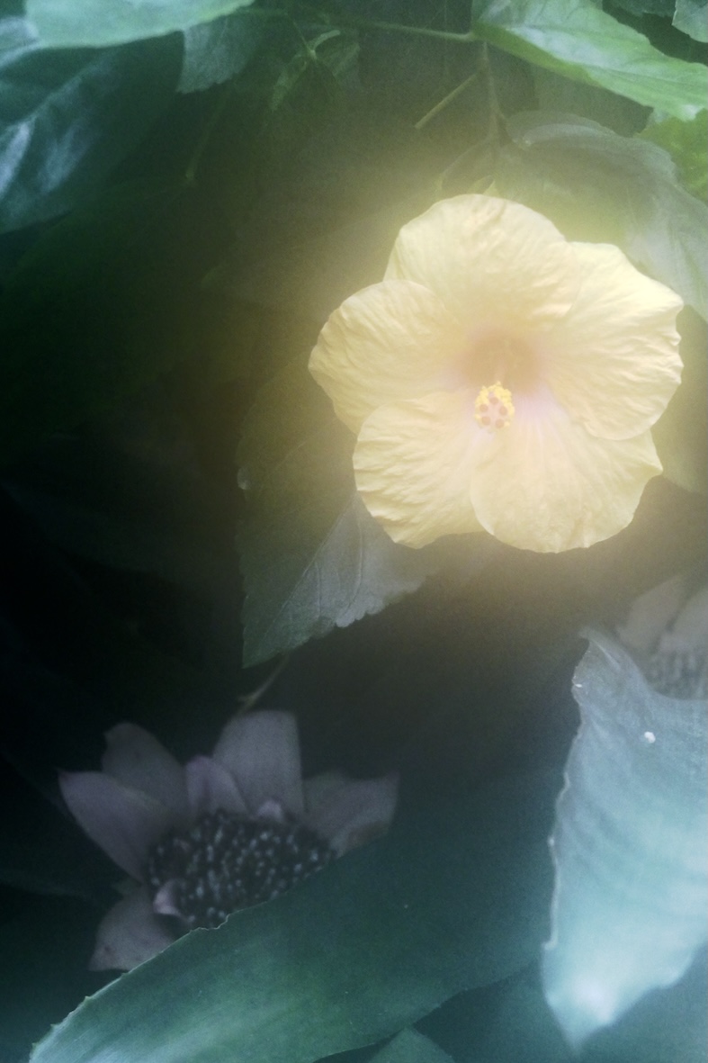 Photo of a yellow tropical flower.