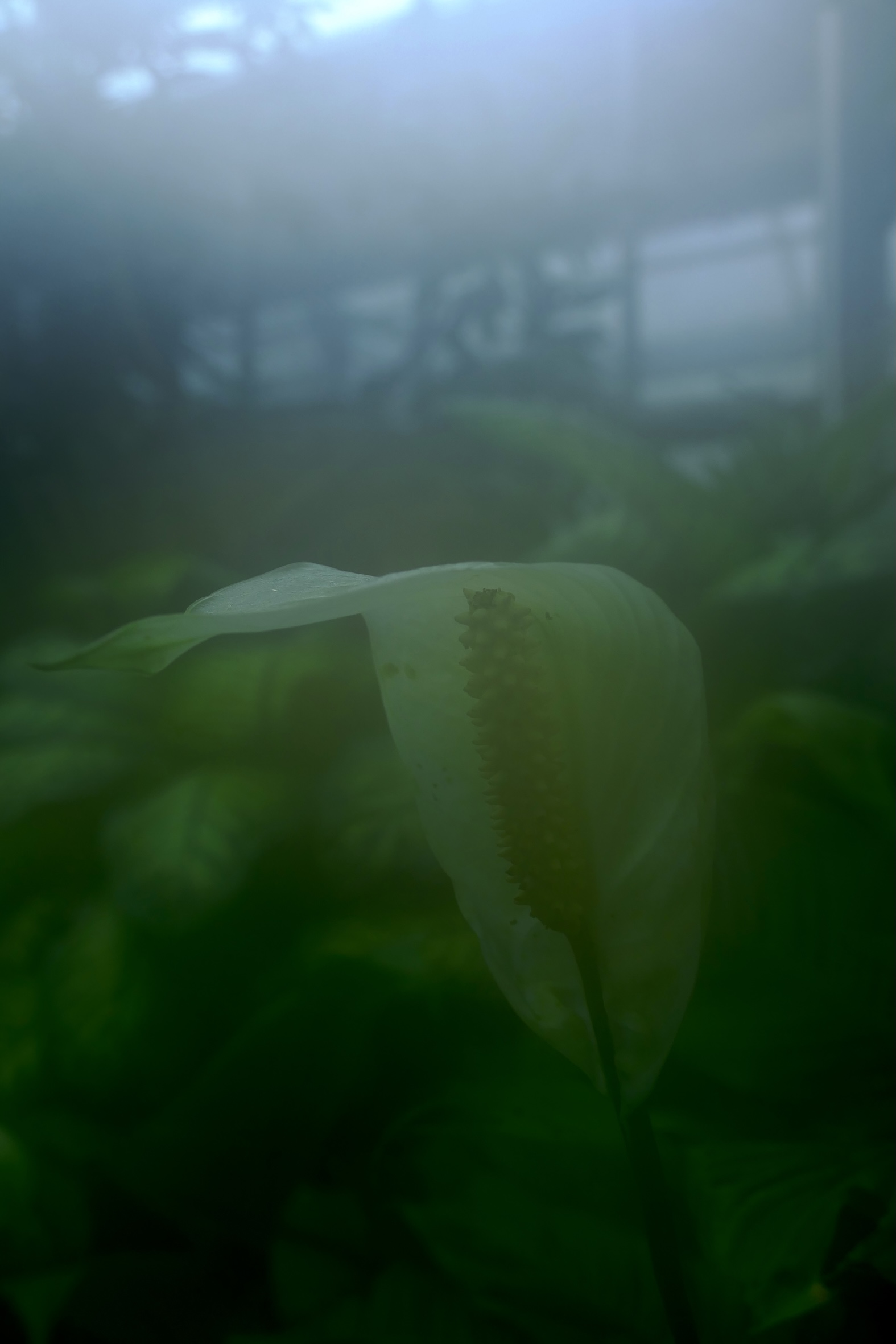 Photo of a monocarpellate in a humid environment.