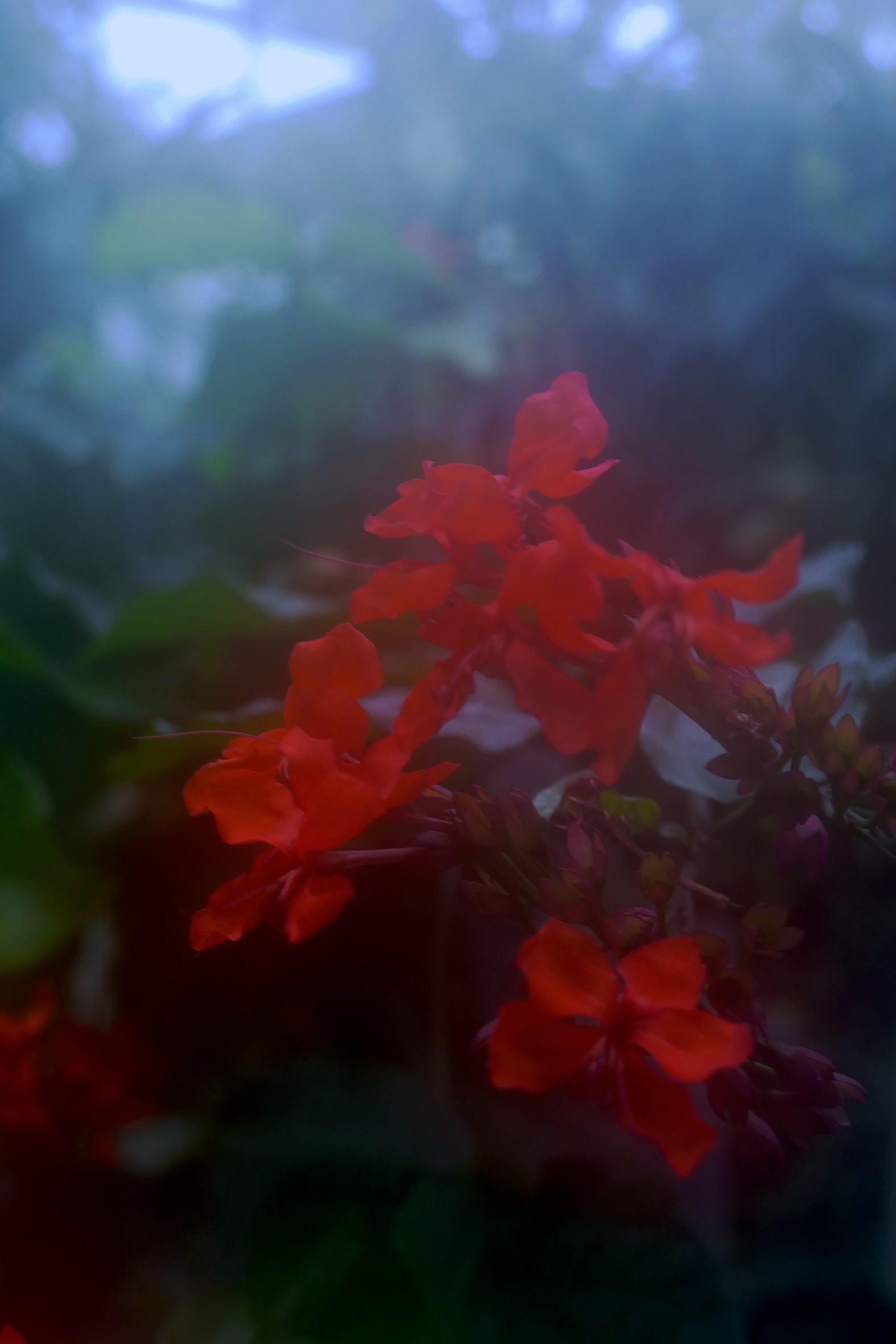 Photo of a red flower.