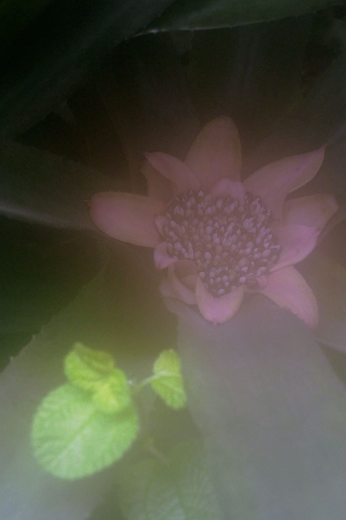 Photo of a star-shaped flower.