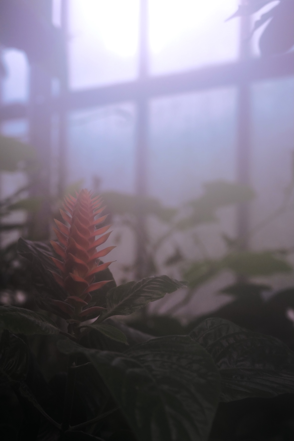 Photo of cone.
