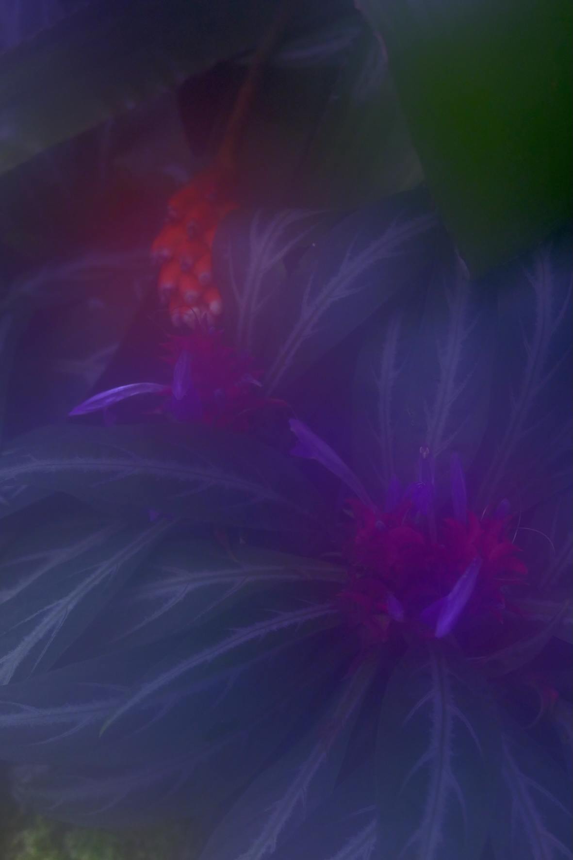 Photo flowery-pink-and-blue.