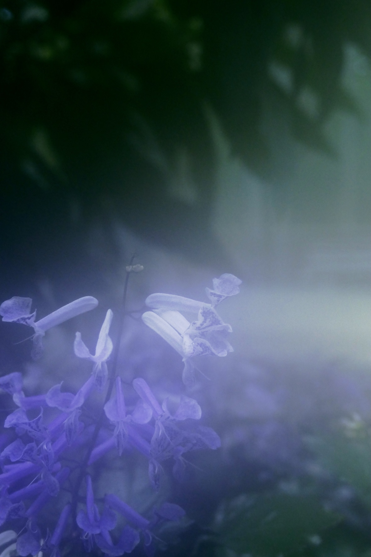 Photo in lilac.